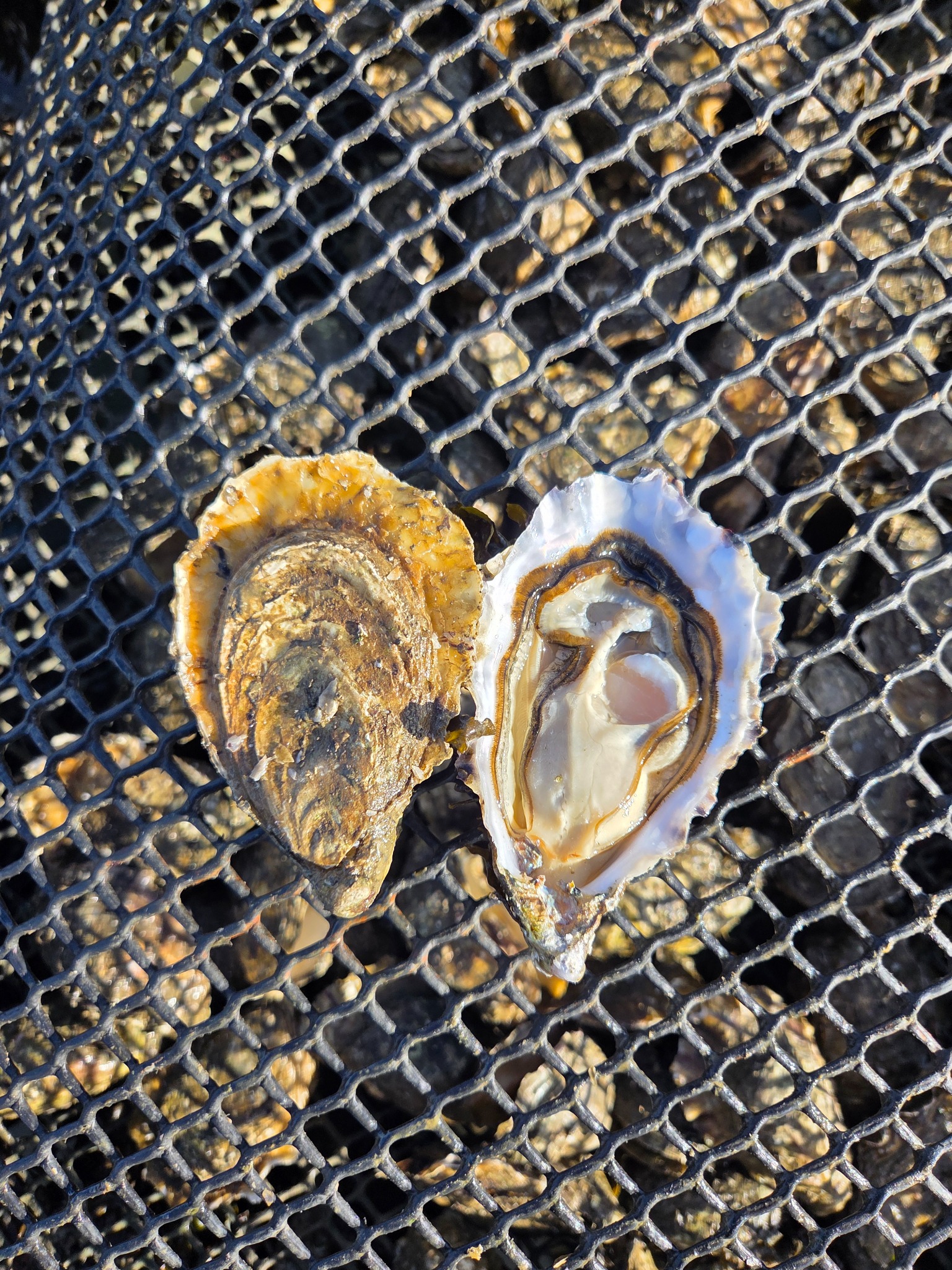 Oyster on mesh bags