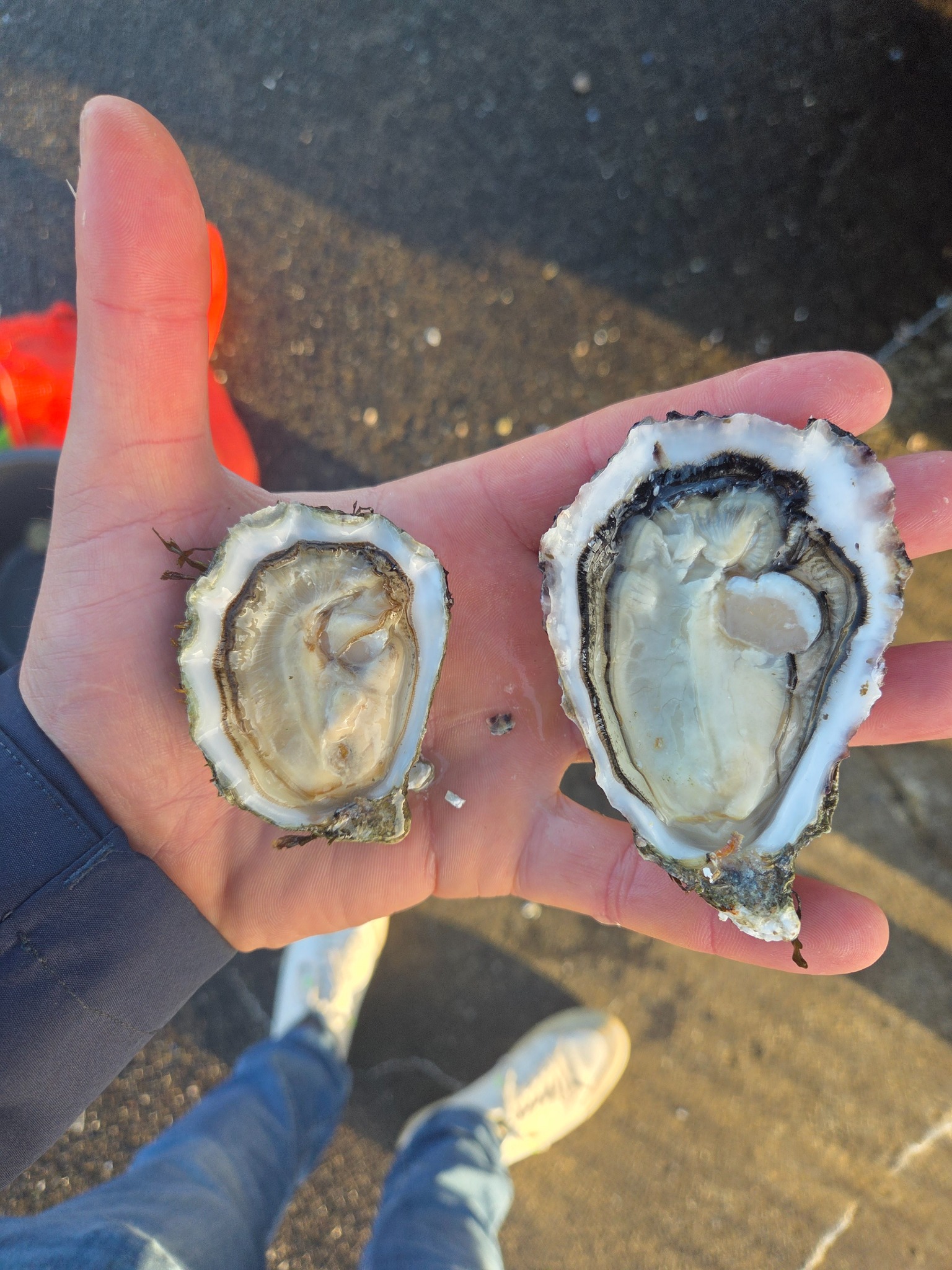Freshly opened oysters in hand